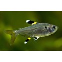 Pristella maxillaris. Tetra Rayos X
