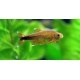 Hasemania nana. Tetra cobre