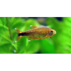 Hasemania nana. Tetra cobre