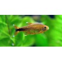 Hasemania nana. Tetra cobre