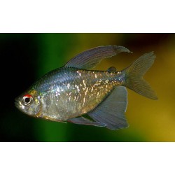Moenkhausia pittieri. Tetra Diamante