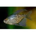 Moenkhausia pittieri. Tetra Diamante
