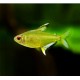 Hyphessobrycon pulchripinnis. Tetra Limón