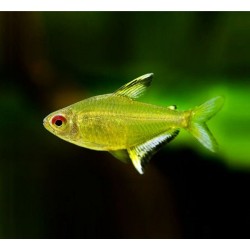 Hyphessobrycon pulchripinnis. Tetra Limón