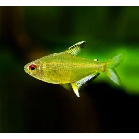 Hyphessobrycon pulchripinnis. Tetra Limón