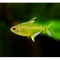 Hyphessobrycon pulchripinnis. Tetra Limón