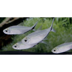 Moenkhausia costae. Tetra Costae