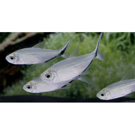 Moenkhausia costae. Tetra Costae