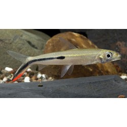 Hemiodopsis Gracilis. Tetra Hemiodus Red Tail