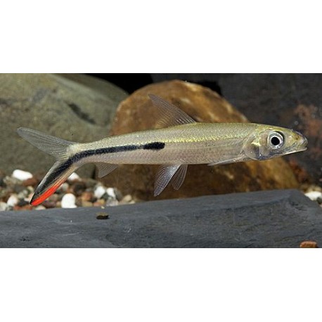 Hemiodopsis Gracilis. Tetra Hemiodus Red Tail