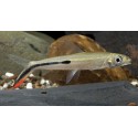 Hemiodopsis Gracilis. Tetra Hemiodus Red Tail