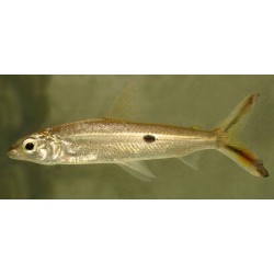 Hemiodopsis orthonops. Hemiodus orthonops