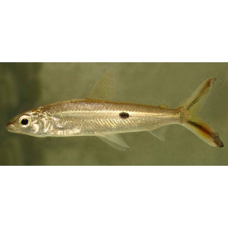 Hemiodopsis orthonops. Hemiodus orthonops