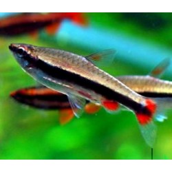 Nannostomus Beckfordi Red. Pez Lápiz rojo