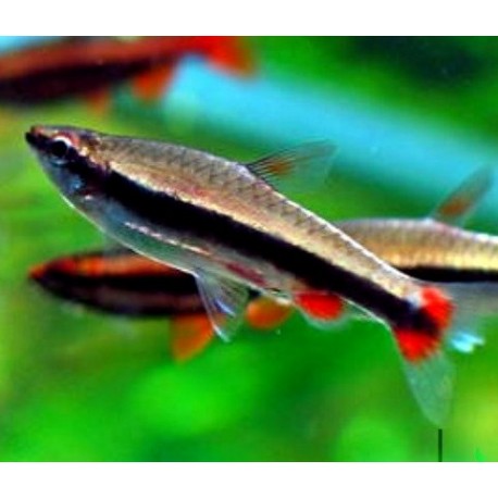 Nannostomus Beckfordi Red. Pez Lápiz rojo