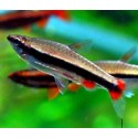 Nannostomus Beckfordi Red. Pez Lápiz rojo