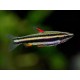Nannostomus Marginatus. Pez Lápiz enano