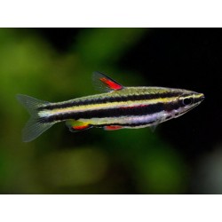 Nannostomus Marginatus. Pez Lápiz enano
