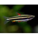 Nannostomus Marginatus. Pez Lápiz enano