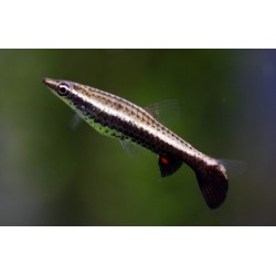 Nannostomus Eques. Pez Lápiz marrón