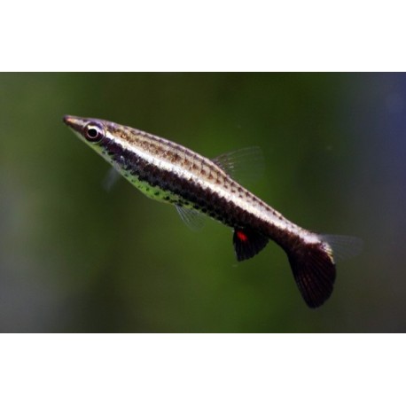 Nannostomus Eques. Pez Lápiz marrón