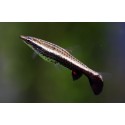 Nannostomus Eques. Pez Lápiz marrón