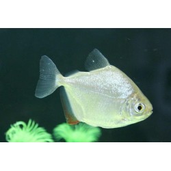 Metynnis argenteus. Pez Dólar plata