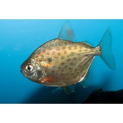 Metynnis maculatus. Pez Dolar Punteado