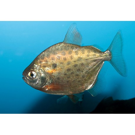 Metynnis maculatus. Pez Dolar Punteado