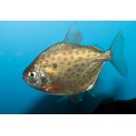 Metynnis maculatus. Pez Dolar Punteado