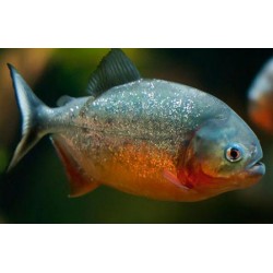 Serrasalmus nattereri. Piraña Roja