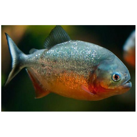 Serrasalmus nattereri. Piraña Roja