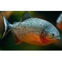 Serrasalmus nattereri. Piraña Roja