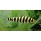 Leporinus Fasciatus