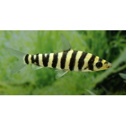 Leporinus Fasciatus
