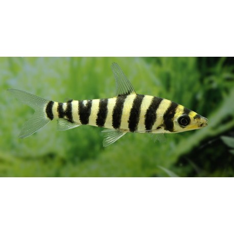 Leporinus Fasciatus