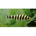 Leporinus Fasciatus