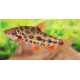 Leporinus Strawberry