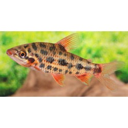 Leporinus Strawberry