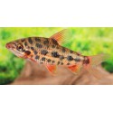 Leporinus Strawberry
