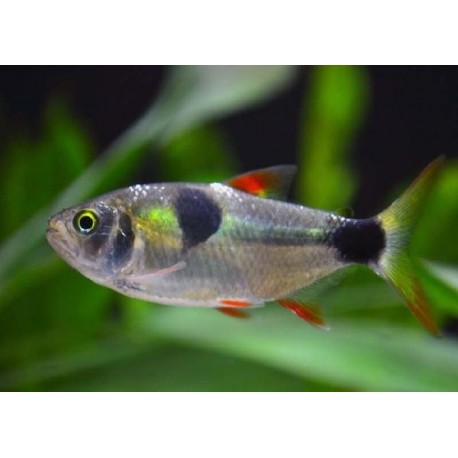Exodon paradoxus. Tetra Exodon