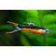 Guppy Endler Santa Maria