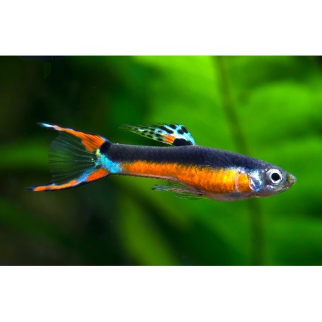 Guppy Endler Santa Maria