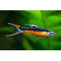 Guppy Endler Santa Maria