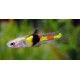 Poecilia wingei. Guppy endler tigre campoma