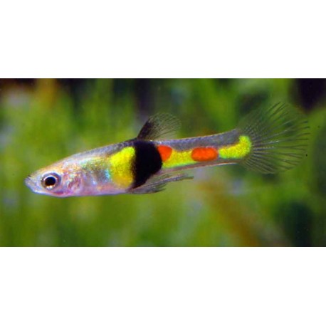 Poecilia wingei. Guppy endler tigre campoma