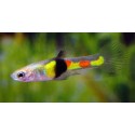 Poecilia wingei. Guppy endler tigre campoma
