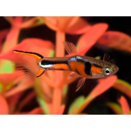 Poecilia wingei. Endler Campoma Nº28