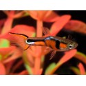 Poecilia wingei. Endler Campoma Nº28