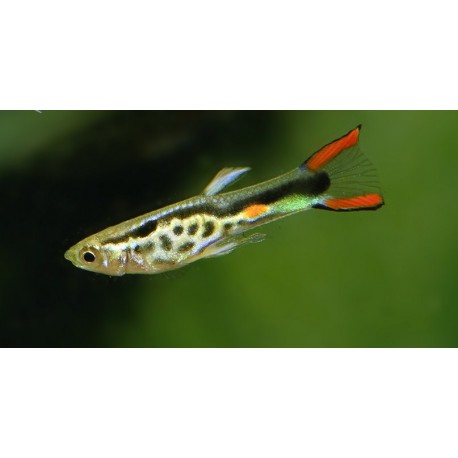 Poecilia wingei. Endler Campoma Nº48